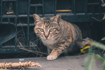 Close-up portrait of tabby cat