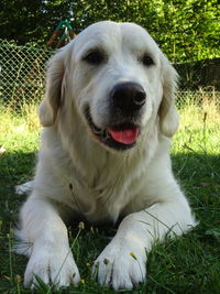 Close-up of dog relaxing on field