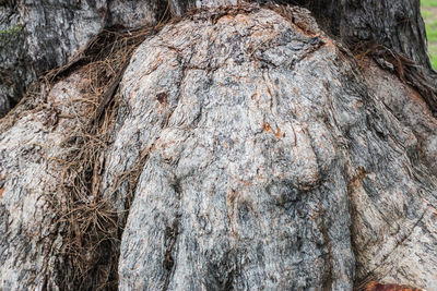 Full frame shot of tree trunk