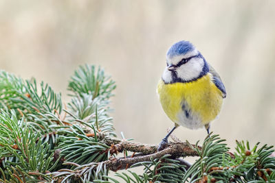 Close-up of bird perching on tree