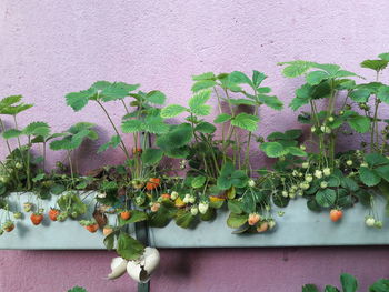 Close-up of flowering plants against wall