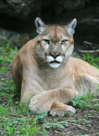 Mountain lion resting on field