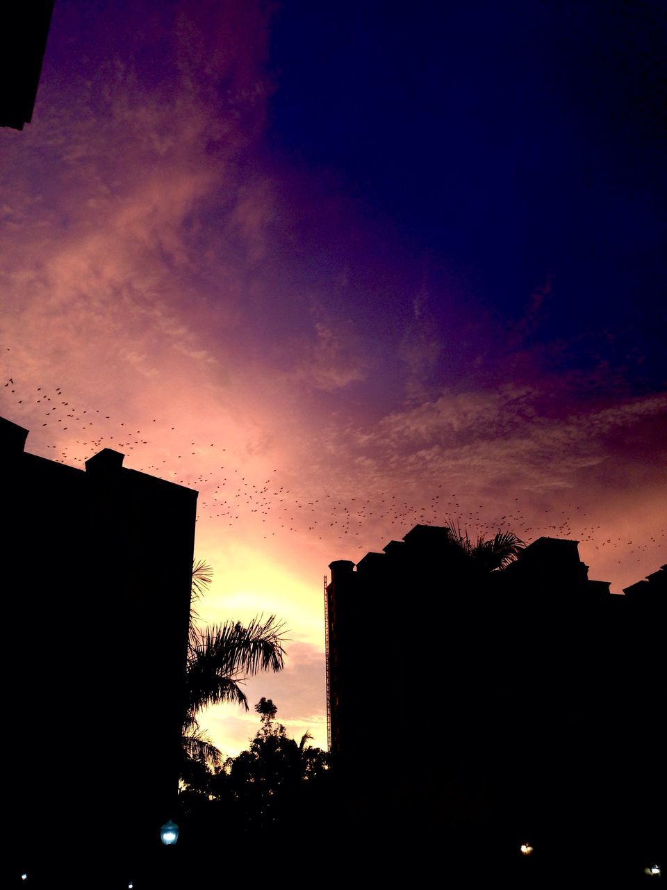 silhouette, sunset, sky, cloud - sky, tree, building exterior, plant, architecture, built structure, orange color, no people, beauty in nature, nature, scenics - nature, tranquility, outdoors, city, building, tranquil scene, low angle view, dark, romantic sky