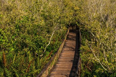 Boardwalk amidst plants in forest