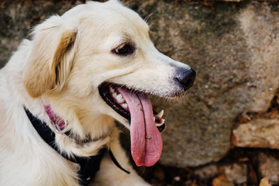 Close-up of dog