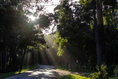 Road amidst trees in forest