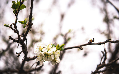 Close-up of cherry blossoms in spring