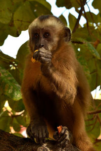 Capuchin monkey or prego macaque on rio parnaiba delta, brazil.