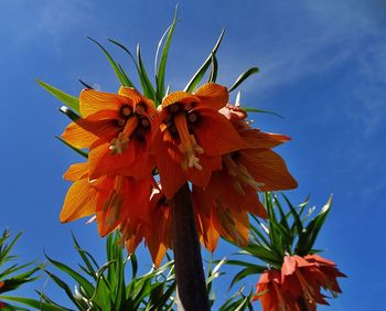 Low angle view of red flowering plant against blue sky