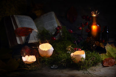 Close-up of illuminated flowers at night