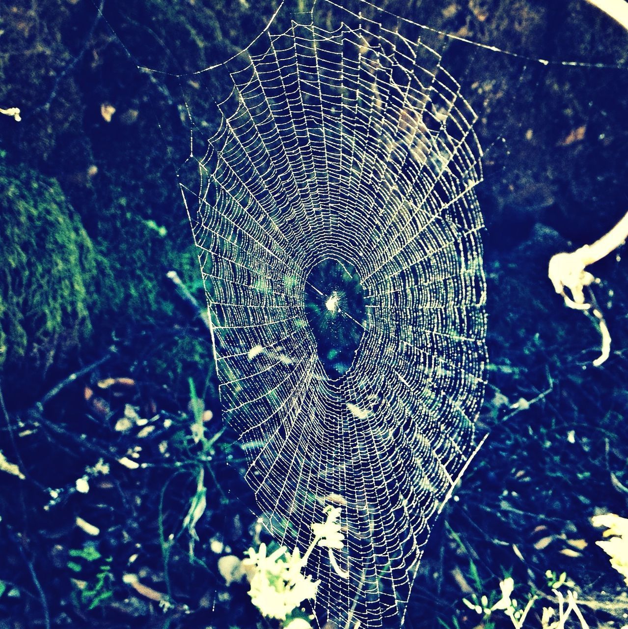 water, nature, animal themes, natural pattern, high angle view, close-up, plant, leaf, fragility, beauty in nature, spider web, wildlife, growth, pattern, animals in the wild, one animal, full frame, no people, underwater, outdoors