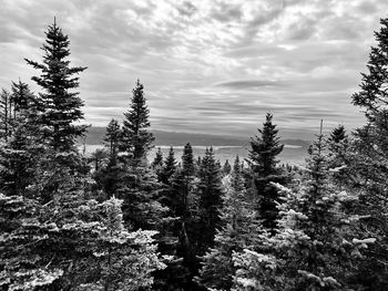 Panoramic view of trees on field against sky