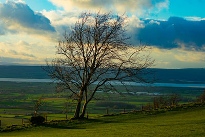 Bare tree on field against sky