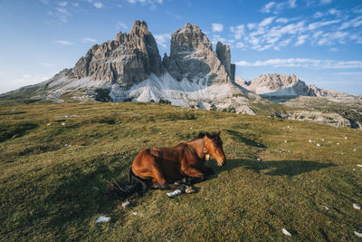 Dog on snowcapped mountain against sky