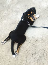 High angle view of dog sitting on footpath