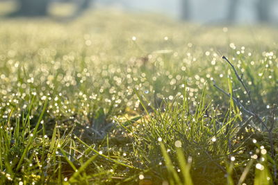 Close-up of grass growing in field