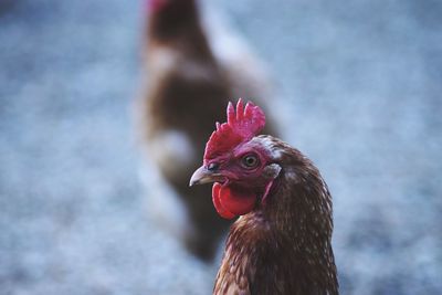 Close-up of rooster