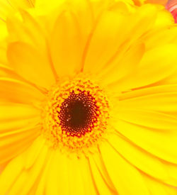 Extreme close-up of yellow flower pollen