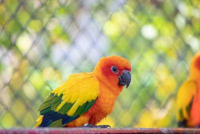 Close-up of parrot