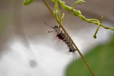 Caterpillar of butterfly creeping on the stem of host plant