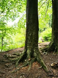 Trees in forest