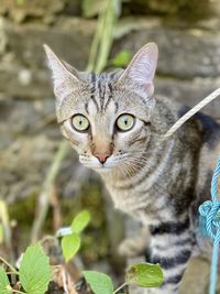 Close-up portrait of tabby cat