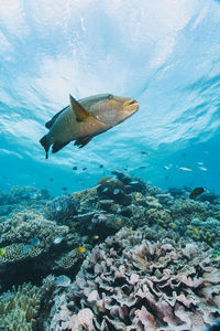 Fish swimming in sea