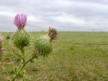 Scenic view of thistle on field against sky