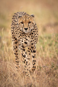 Portrait of cheetah walking on field