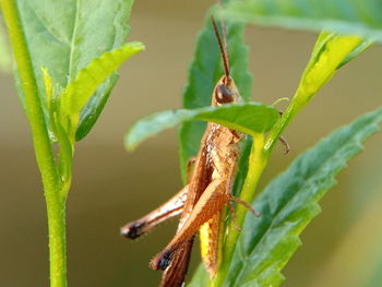 Close-up of insect on leaf