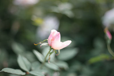 Close-up of pink flowering plant