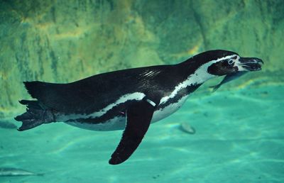 Side view of a turtle in sea