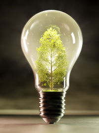 Close-up of light bulb on table