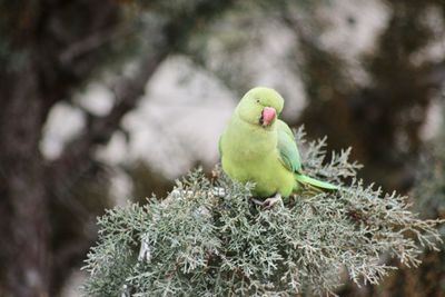 Close-up of bird perching on tree
