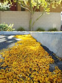 Close-up of yellow flowers growing by tree