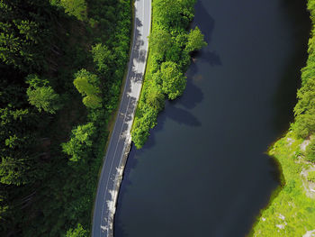 High angle view of river amidst trees in forest