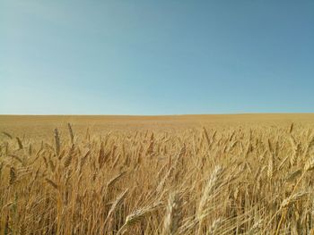 Scenic view of field against clear sky