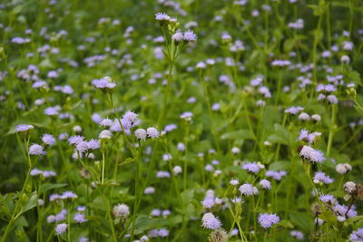 Close-up of purple flowering plants on field