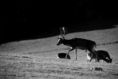 Gamo en el parque de cabarceno