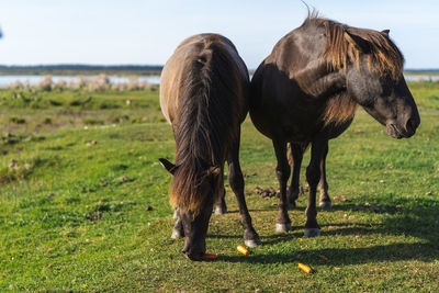 Horses grazing in a field