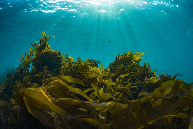 Kelp pictures | Curated Photography on EyeEm