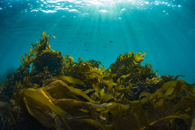 Light pours into a forest of seaweed.