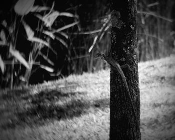 Close-up of bird perching on tree
