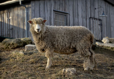 Sheep standing in a house