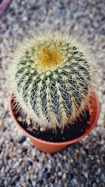Close-up of cactus