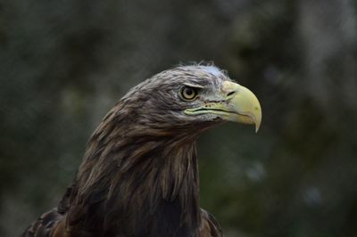 Close-up of a eagle