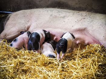 Pig feeding piglets on straw