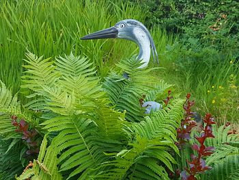 High angle view of gray heron on grass