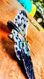 High angle view of butterfly on leaf