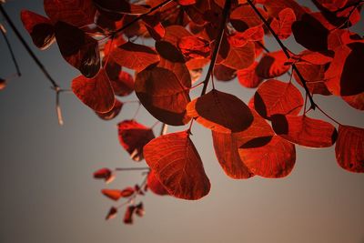 Close-up of red leaves